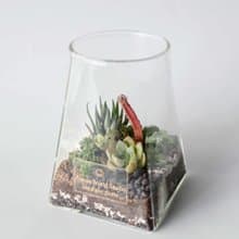 【沙漠生態植物瓶】