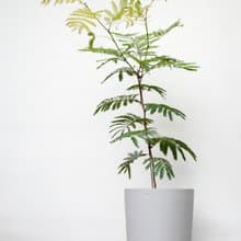 小豆樹│有植 Yuzhi