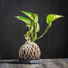 白泉黃金葛苔球 苔球植物 苔玉 室內植物 辦公室植物 交換禮物