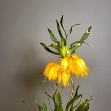 皇冠貝母花 • 沾浸藝術花燈 【閒逛花間系列】小夜燈。生日禮物