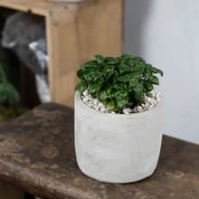 【室內盆栽】黑美人彈簧草盆栽 小型盆栽 觀葉植物  盆栽  綠化