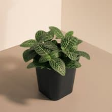 Nerve 白網紋草_室內植栽