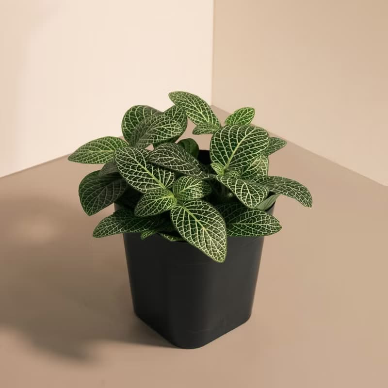 Nerve 白網紋草_室內植栽