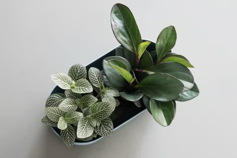 Nerve 白網紋草_室內植栽