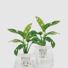 │ 玻璃系列 │窗孔龜背芋 - 吸附灰塵 魚水共生 水耕植物