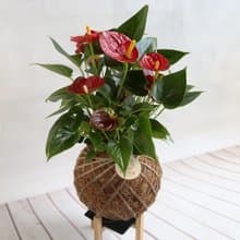 自然系植栽*PD35/成功紅火鶴/苔球/畢業禮物/謝師禮物/開幕好禮