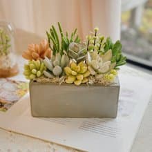 【開幕賀禮】黏土多肉組盆.開幕賀禮.新屋入住.升遷