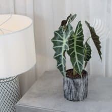 植栽 盆栽 l 黑葉觀音蓮(大盆)  有形有款 室內植物 辦公室盆栽