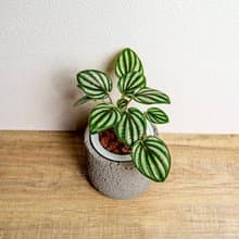 銀河椒草懶人盆栽加圓點灰小水泥盆 套盆 開幕盆栽推薦 桌上盆栽