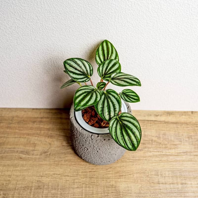 銀河椒草懶人盆栽加圓點灰小水泥盆 套盆 開幕盆栽推薦 桌上盆栽