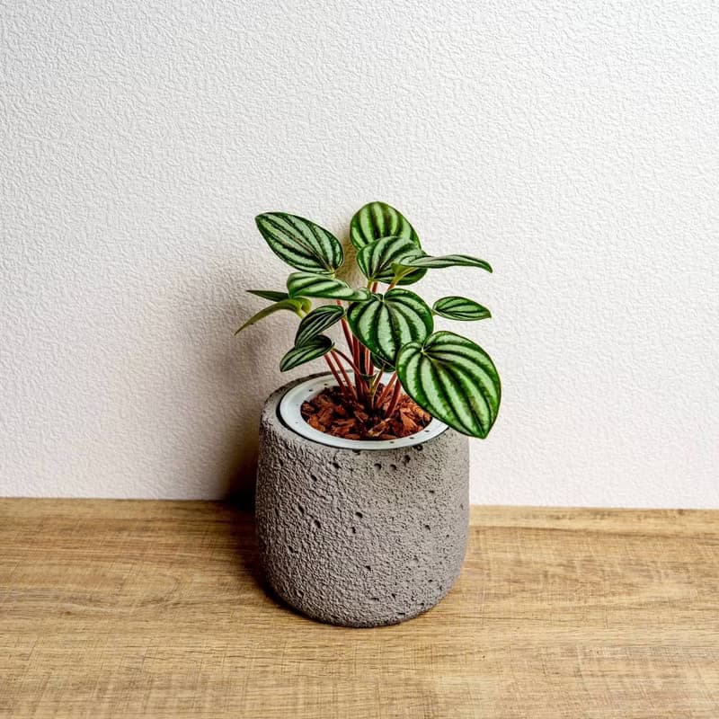銀河椒草懶人盆栽加圓點灰小水泥盆 套盆 開幕盆栽推薦 桌上盆栽
