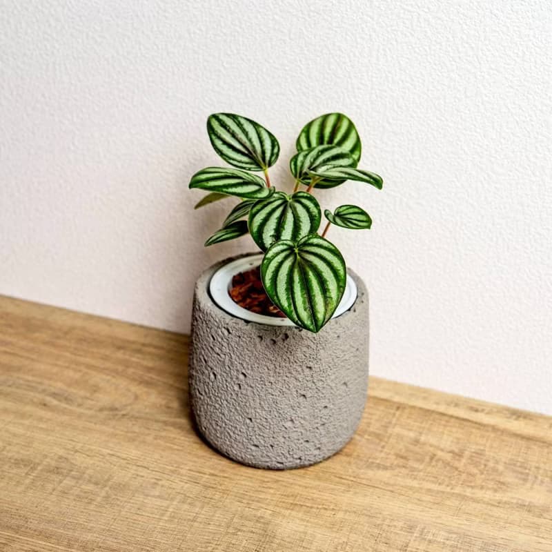 銀河椒草懶人盆栽加圓點灰小水泥盆 套盆 開幕盆栽推薦 桌上盆栽