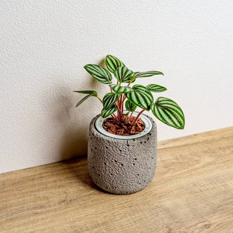 銀河椒草懶人盆栽加圓點灰小水泥盆 套盆 開幕盆栽推薦 桌上盆栽