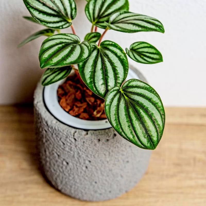 銀河椒草懶人盆栽加圓點灰小水泥盆 套盆 開幕盆栽推薦 桌上盆栽