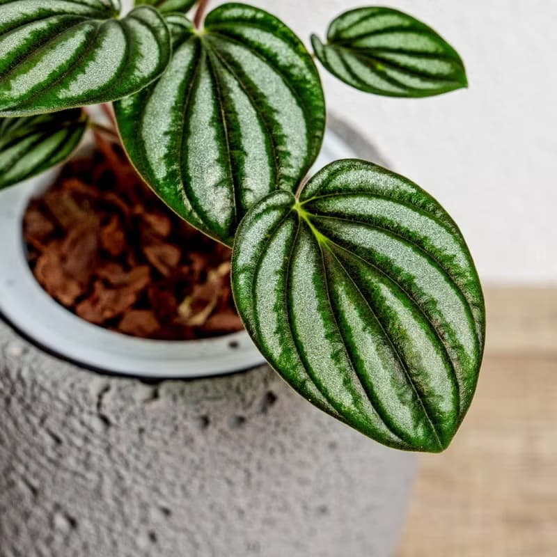 銀河椒草懶人盆栽加圓點灰小水泥盆 套盆 開幕盆栽推薦 桌上盆栽