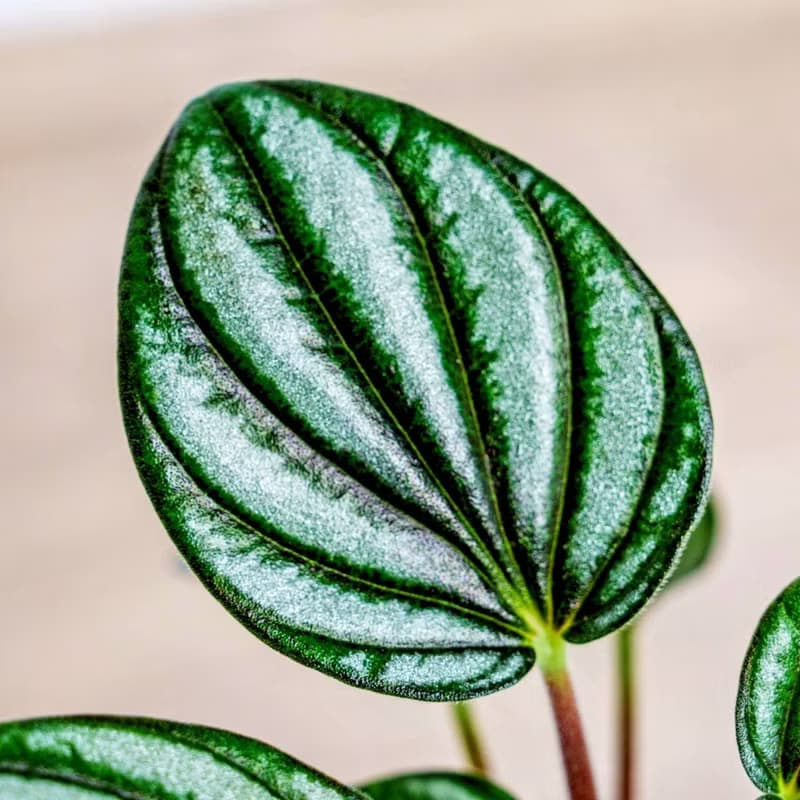 銀河椒草懶人盆栽加圓點灰小水泥盆 套盆 開幕盆栽推薦 桌上盆栽