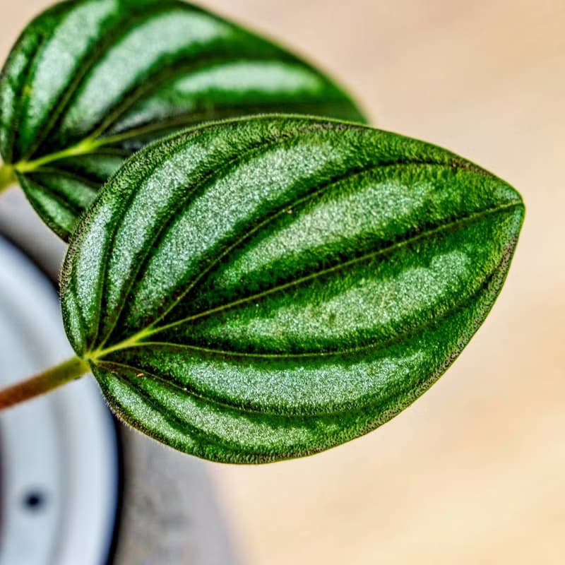 銀河椒草懶人盆栽加圓點灰小水泥盆 套盆 開幕盆栽推薦 桌上盆栽