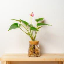 粉紅火鶴 三角水耕盆栽 室內植物 觀葉植物 禮物 水培