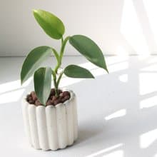 植栽 盆栽 l 銀劍蔓綠絨  手指餅乾水泥盆 銀綠反光葉片 散光