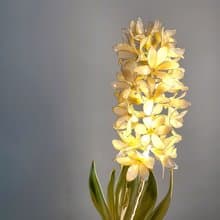 風信子 • 沾浸藝術花燈 【閒逛花間系列】。小夜燈。生日禮物