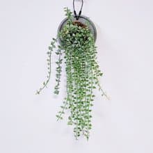 斑葉百萬心│水泥上板植栽│陽台植物│喜光植物│觀葉植物│多肉