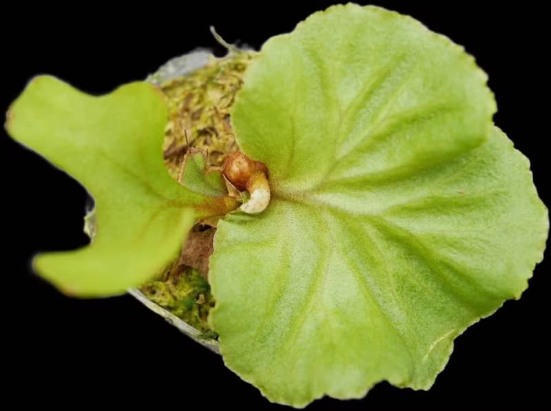 亞猴 亞洲猴腦 鹿角蕨 P.Ridleyi