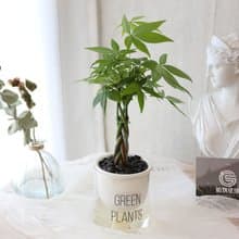 吸水盆栽專區 / 懶人盆栽 蓄水盆栽 植物新手推薦 開運招財植栽