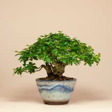 【日本植物】日本盆栽 姬紫薇 送禮推薦 居家擺設
