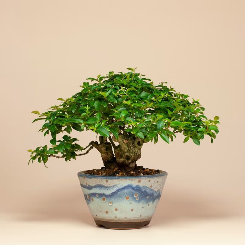 【日本植物】日本盆栽 姬紫薇 送禮推薦 居家擺設