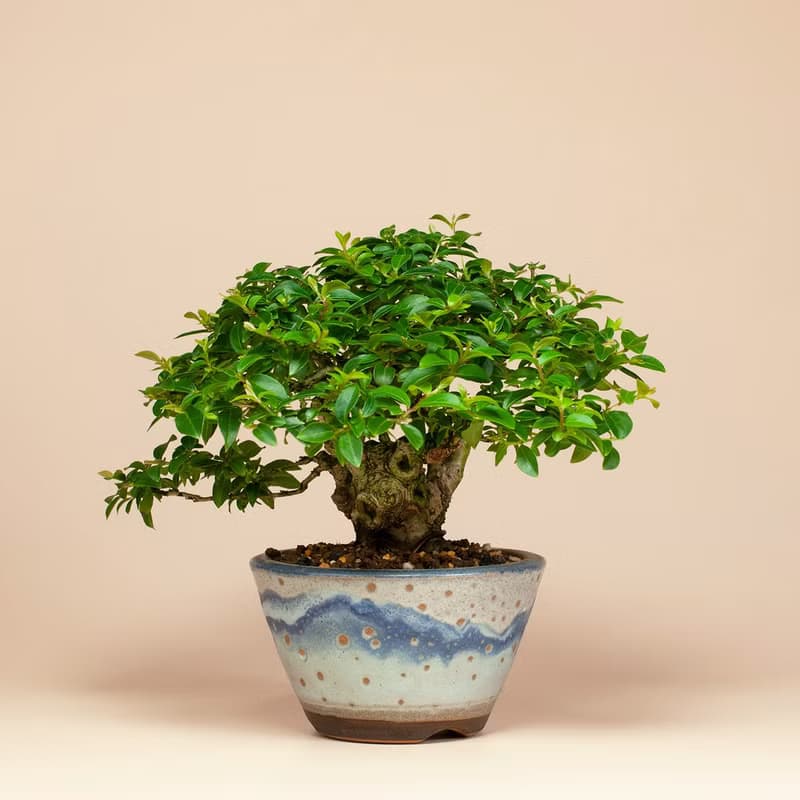 【日本植物】日本盆栽 姬紫薇 送禮推薦 居家擺設