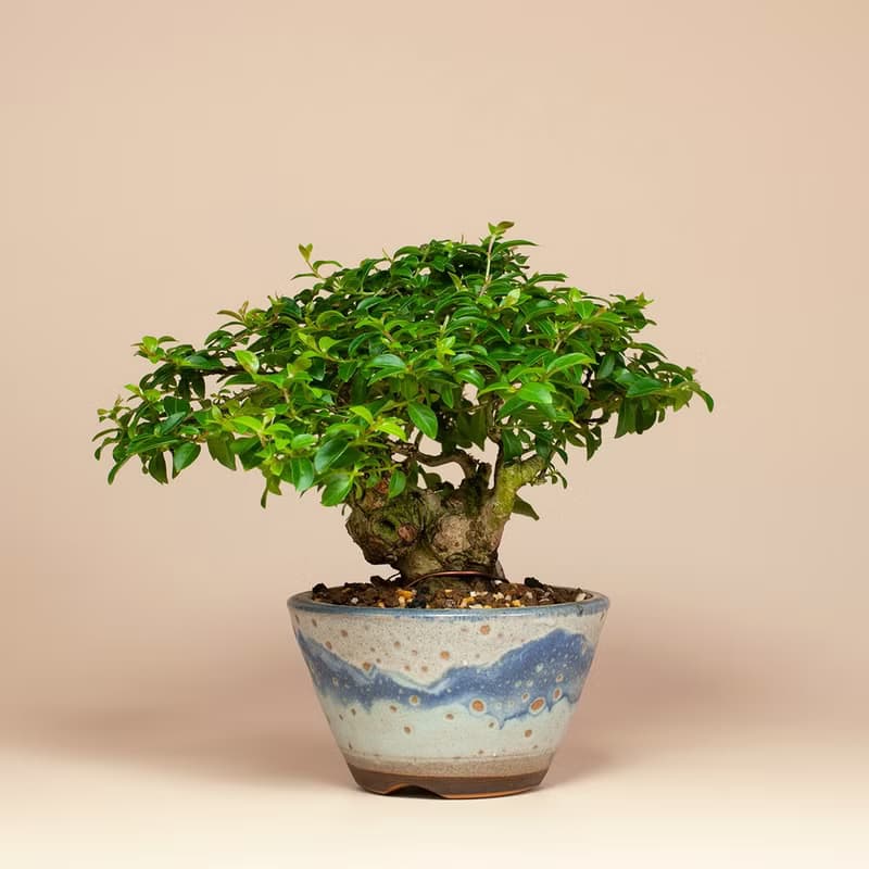 【日本植物】日本盆栽 姬紫薇 送禮推薦 居家擺設