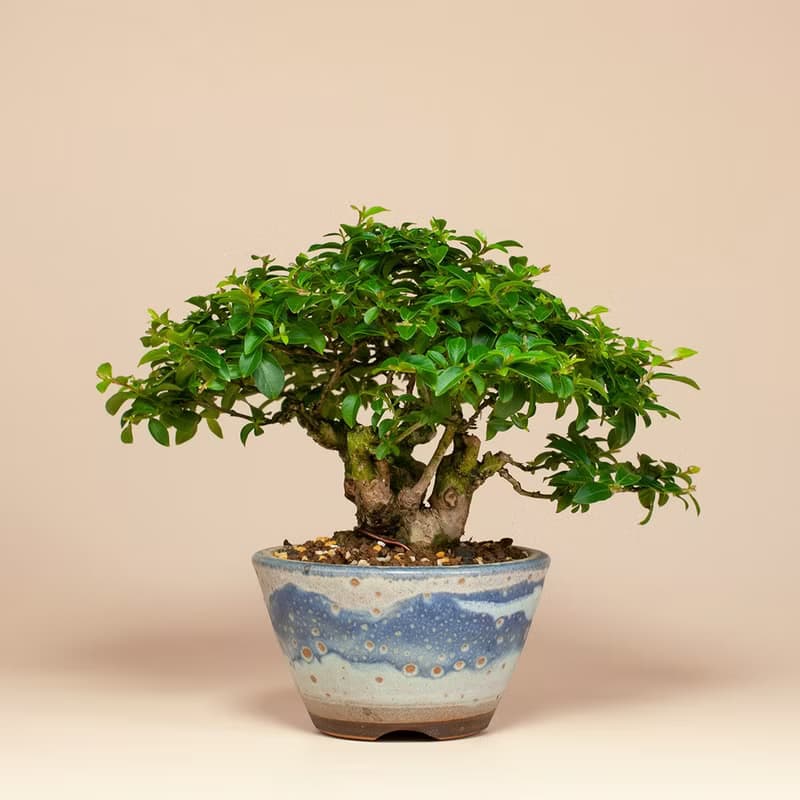 【日本植物】日本盆栽 姬紫薇 送禮推薦 居家擺設
