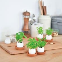 【新款上市】Clear Eggling 復刻植物栽培蛋