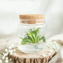 小室瓶栽【捕蠅草】 6號瓶 不用澆水 不吃蟲的食蟲植物盆栽