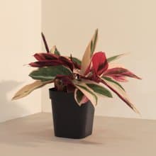 Never Never Plant 彩虹_室內植栽