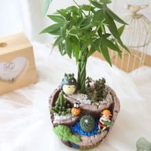 PD11發財樹開運盆栽 / 仙人掌招財盆栽