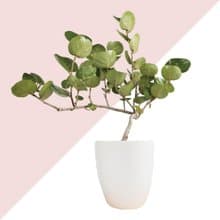 居家植物 － 海葡萄樹  禮物開幕賀禮