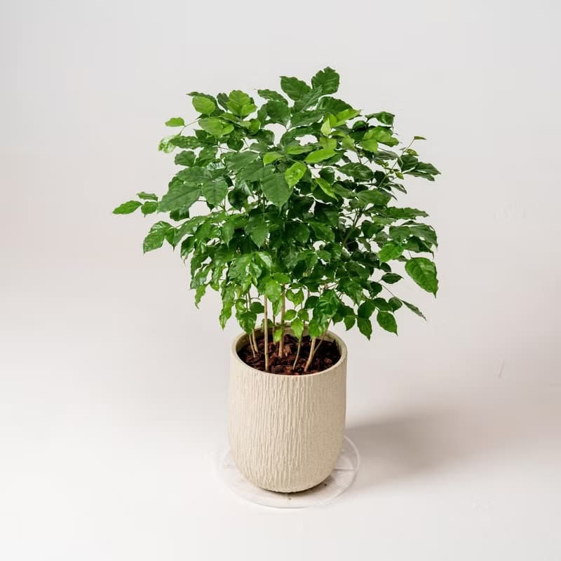 幸福樹 旺旺樹 發財樹 奶白色樹紋落地小盆栽 開幕花盆 觀葉植物