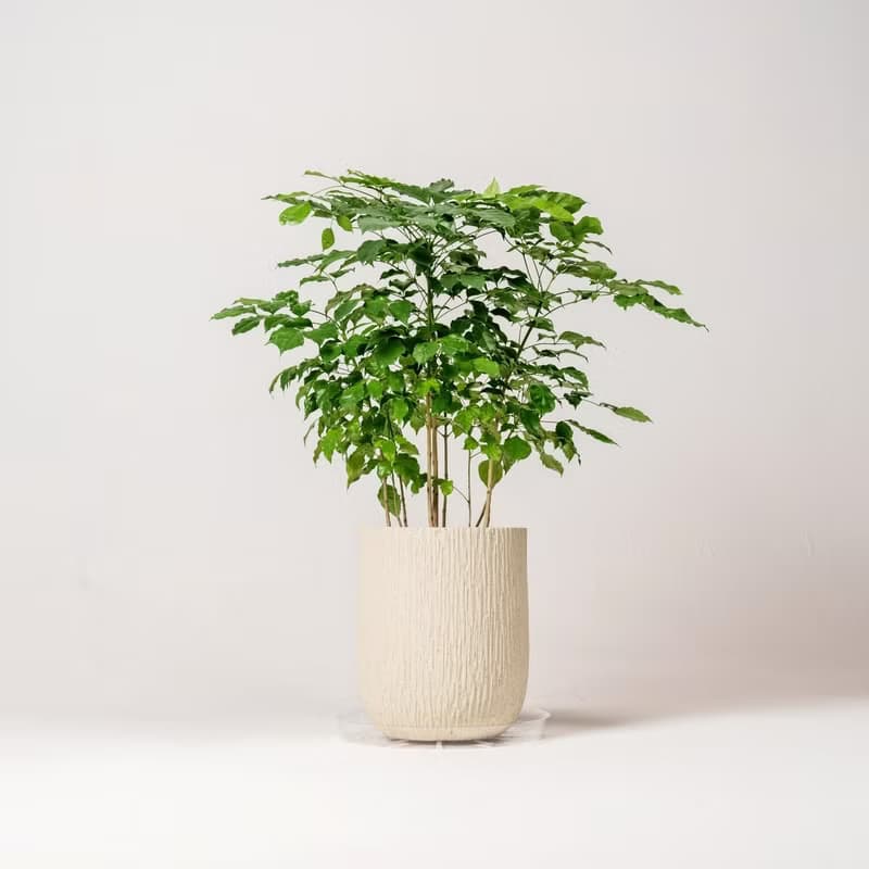 幸福樹 旺旺樹 發財樹 奶白色樹紋落地小盆栽 開幕花盆 觀葉植物