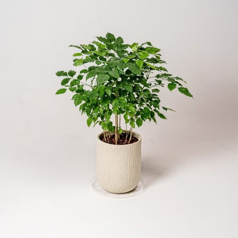 幸福樹 旺旺樹 發財樹 奶白色樹紋落地小盆栽 開幕花盆 觀葉植物