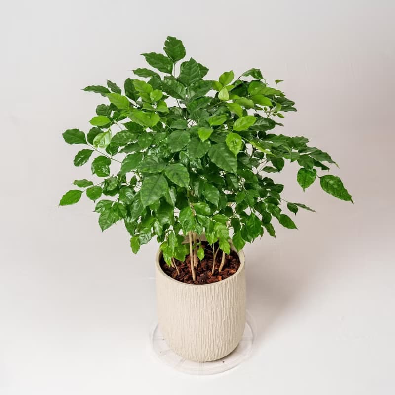 幸福樹 旺旺樹 發財樹 奶白色樹紋落地小盆栽 開幕花盆 觀葉植物