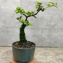 莢迷陶盆小盆栽