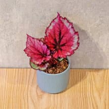 蛤蟆秋海棠 莫蘭迪色系直紋陶盆 室內植物 觀葉植物 禮物 盆栽