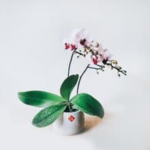 第一名 蘭花