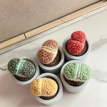 石頭玉擴香盆栽