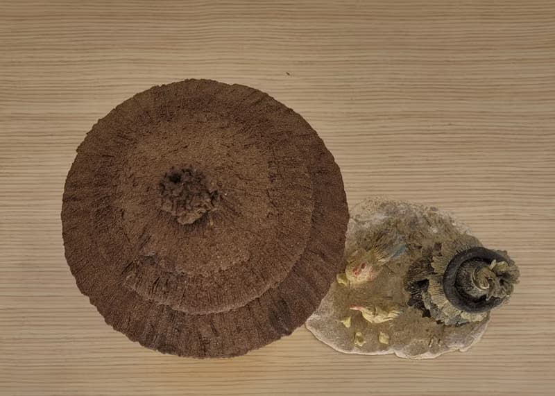 懷舊穀倉造型茶倉  茶葉罐 食物罐