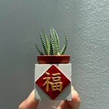 福  紅通通!!新年磁鐵盆栽 送多肉植物