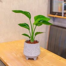 天堂鳥 大樹葉紋水泥盆栽 桌上盆栽 開幕送禮 喬遷禮物