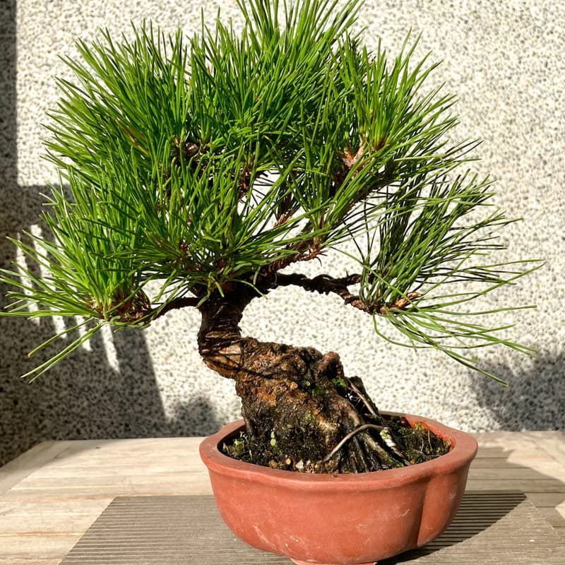 小品盆栽-黑松 盆景 送禮