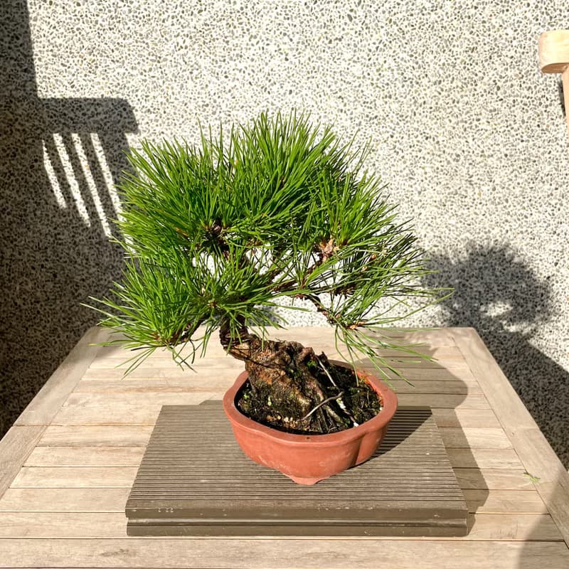 小品盆栽-黑松 盆景 送禮